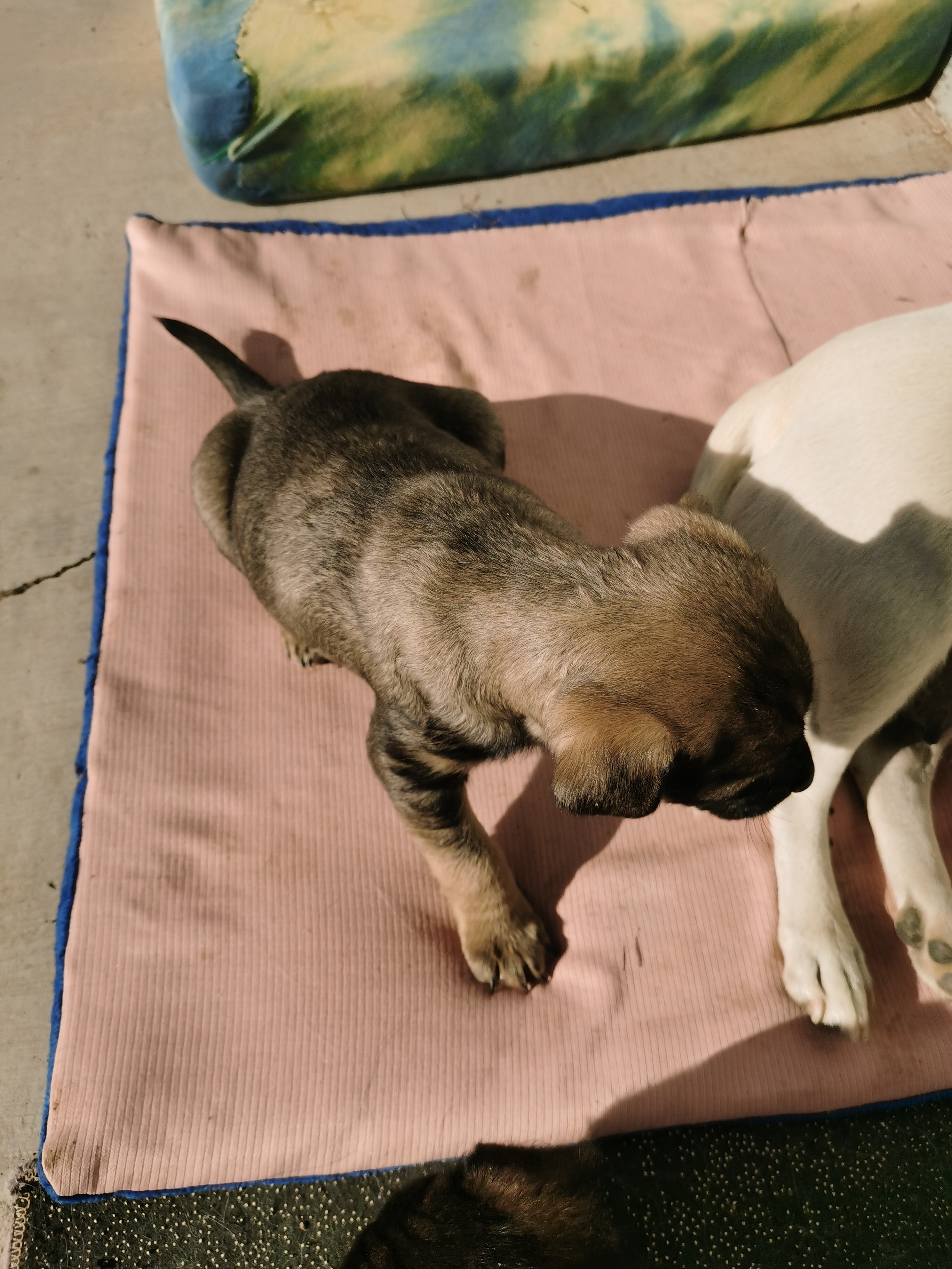中华田园犬，足月可吃辅食